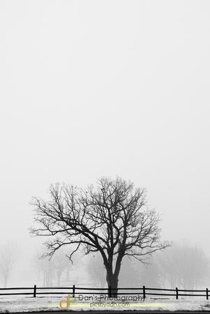 fog-6